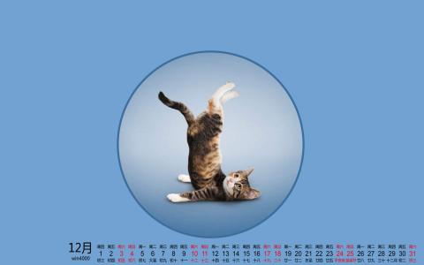 可爱的喵星人灰色苏格兰折耳猫电脑桌面壁纸下载第5张