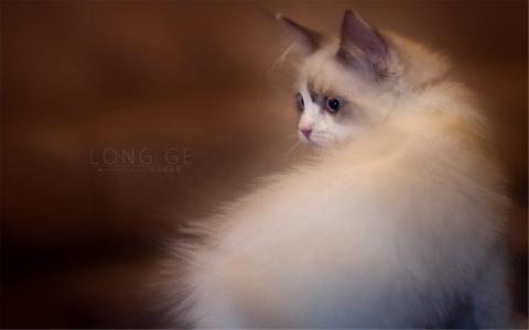 可爱的喵星人灰色苏格兰折耳猫电脑桌面壁纸下载第4张