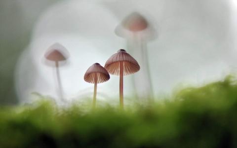 高清美丽的野生小蘑菇高清壁纸第5张