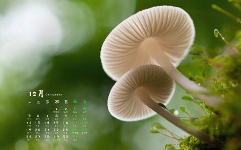 高清美丽的野生小蘑菇高清壁纸第4张
