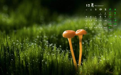 高清美丽的野生小蘑菇高清壁纸第6张