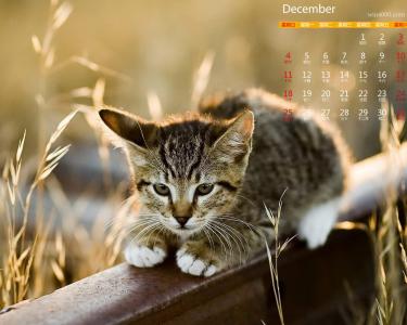 超可爱小猫图片高清手机壁纸第2张