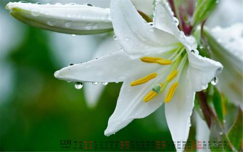 高清2022日历清新绿叶花卉植物高清壁纸大全第5张