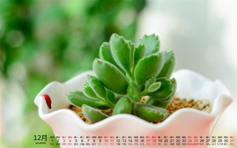 高清2022日历清新绿叶花卉植物高清壁纸大全第6张