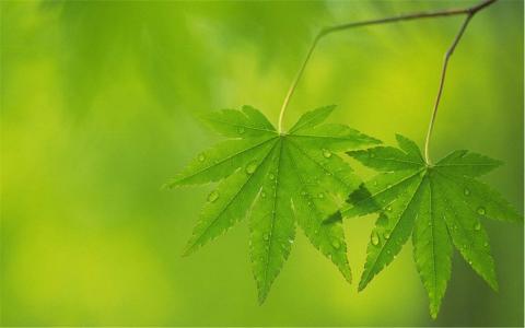 叶子图片 _ 第(7)张
