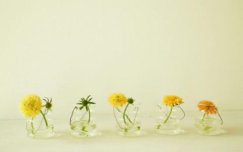 简约小清新植物盆栽高清电脑桌面壁纸图片大全第4张