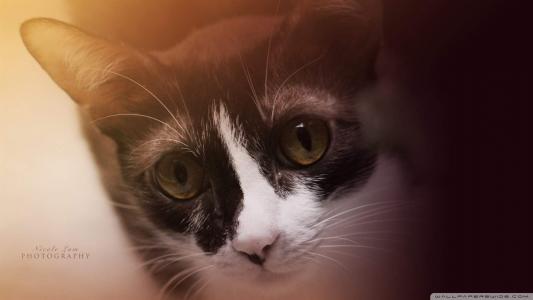 可爱卡通小猫咪高清图片手机壁纸第1张