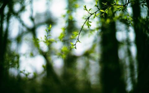 2017年6月清新绿色叶子上的露珠高清电脑日历壁纸第3张