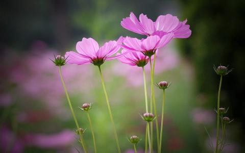 高清鲜花粉色波斯菊图片电脑高清桌面壁纸第5张