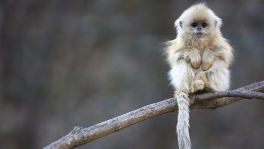 十二生肖猴子高清图片第六辑：黑叶猴图片第4张