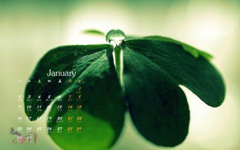 2017年1月小清新一叶子护眼日历壁纸第1张
