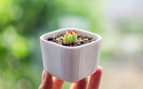 多肉植物图片 _ 第(4)张