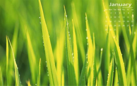 2017年1月绿色叶子清新护眼精选高清日历壁纸第1张