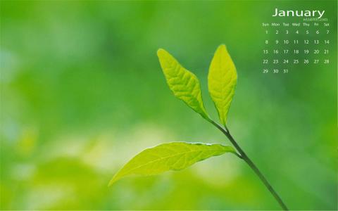 2017年1月绿色叶子清新护眼精选高清日历壁纸第4张