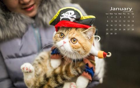 猫桌面图片 _ 第(2)张