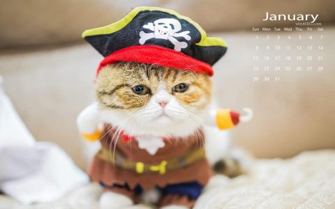 猫桌面图片 _ 第(3)张