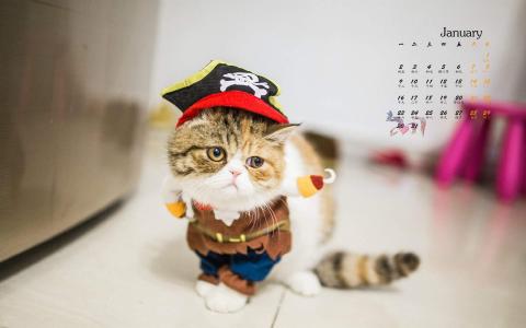 猫桌面图片 _ 第(5)张