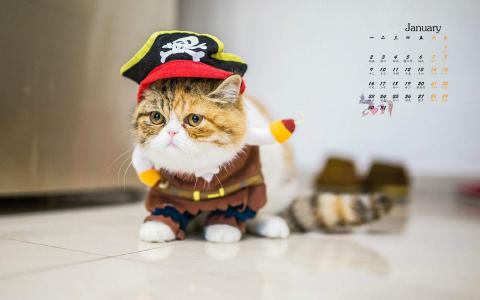 猫桌面图片 _ 第(6)张