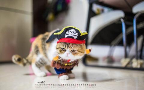 猫桌面图片 _ 第(7)张