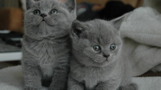 小猫图片 _ 第(4)张