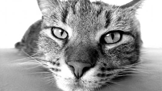 小猫图片 _ 第(7)张
