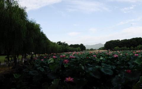 平静的湖面图片 _ 第(8)张
