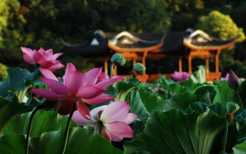 平静的湖面图片 _ 第(9)张