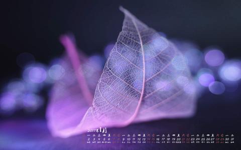 树叶图片 _ 第(9)张