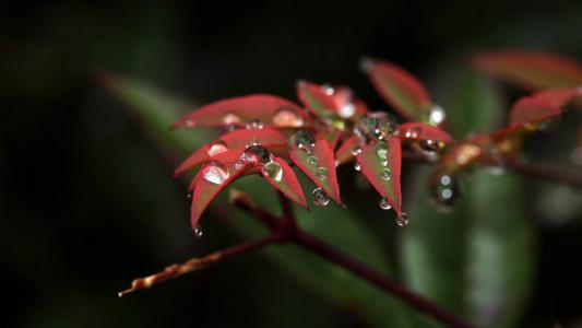 树叶水滴植物护眼高清桌面壁纸第0张