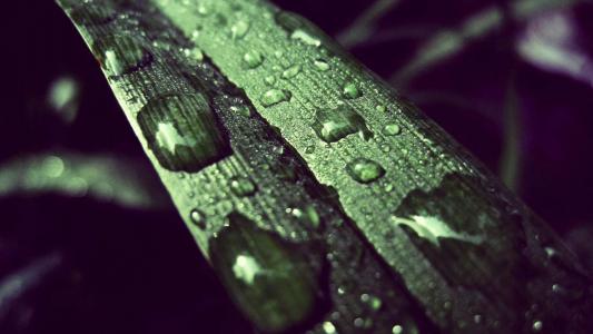 树叶水滴植物护眼高清桌面壁纸第3张