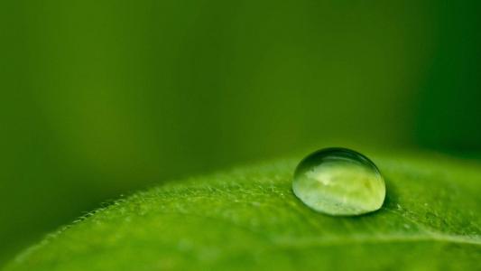 树叶水滴植物护眼高清桌面壁纸第4张
