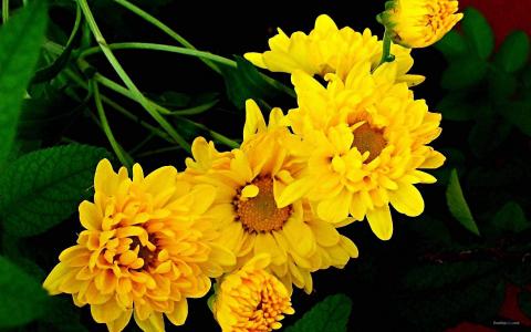 清新淡雅的菊花高清桌面壁纸 第一辑第3张