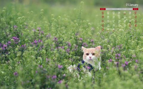 哺乳动物狐獴图片高清桌面壁纸第5张