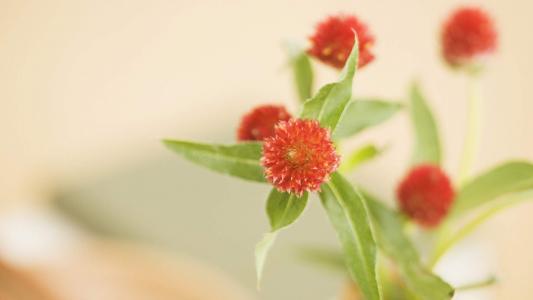 温馨家居图片 _ 第(9)张