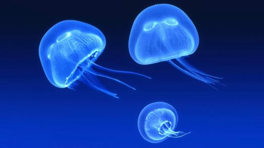 海洋生物图片 _ 第(5)张