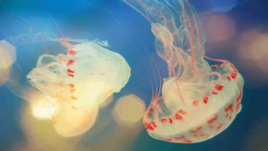 海洋生物图片 _ 第(9)张