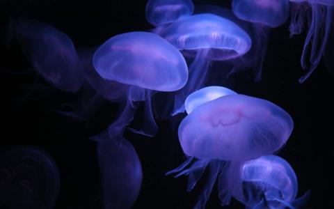 海洋水母高清唯美电脑桌面壁纸第4张