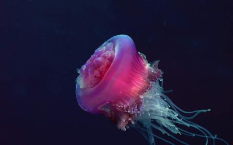 海洋水母高清唯美电脑桌面壁纸第6张