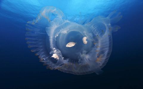 海洋生物图片 _ 第(8)张