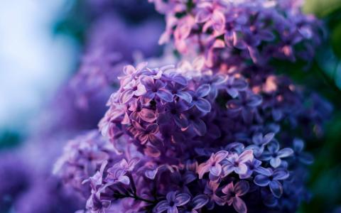高清静谧唯美丁香花高清桌面壁纸第1张