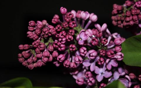 高清静谧唯美丁香花高清桌面壁纸第2张