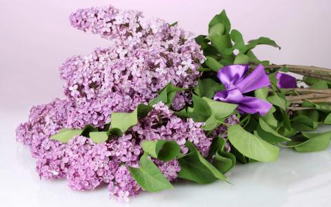 丁香花图片 _ 第(8)张