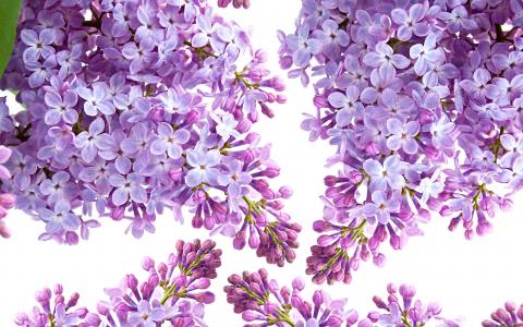 丁香花图片 _ 第(12)张