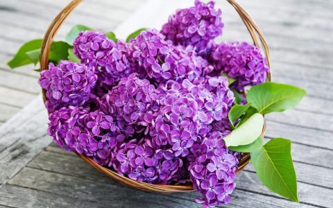 丁香花图片 _ 第(13)张