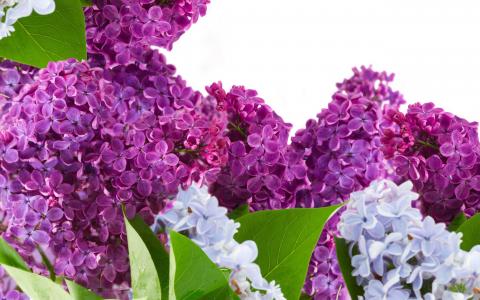 丁香花图片 _ 第(14)张