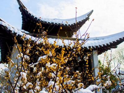 唯美冬日雪景图片手机壁纸第1张