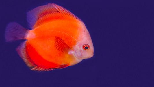 海鲜鱼图片 _ 第(3)张