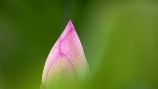 荷花图片第0张