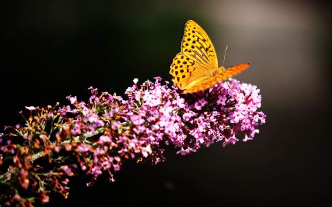 2017年5月清新绿色护眼植物瓢虫日历壁纸第0张