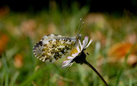 2017年5月清新绿色护眼植物瓢虫日历壁纸第6张